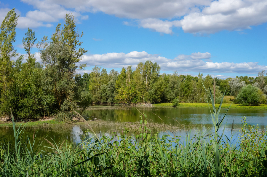 Une étang à la campagne  entouré d'arbres hauts