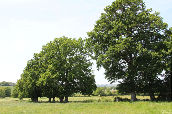 Farmhouse on 11ha 81 sector Javron les Chapelles